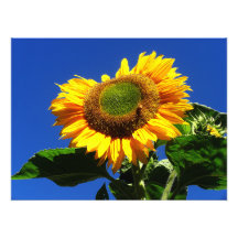 Copie verte de photo de tournesol de velours