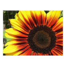 Copie vive de photo de plan rapproché de tournesol