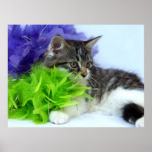 Copies sauvages de chaton d'avril affiches