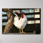 Coq petit posters