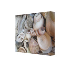Coquillages Toile Tendue Sur Châssis