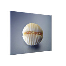 Coquille minuscule toiles tendues sur châssis