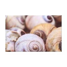 Coquilles d'escargot de lune toiles tendues
