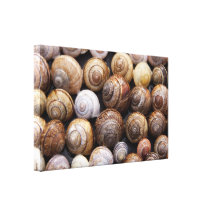 Coquilles d'escargot impression sur toile