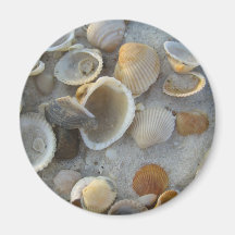 Coquilles Magnets Pour Réfrigérateur