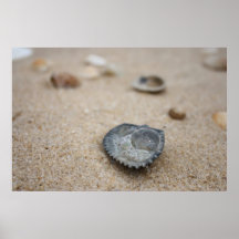 Coquilles Posters