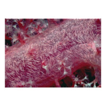 Corail mou de la Mer Rouge Bristols Personnalisés