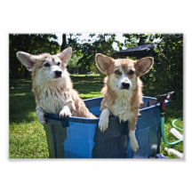 Corgi Bathtime Tirages Photo