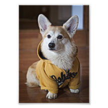Corgi de la GQ Photo