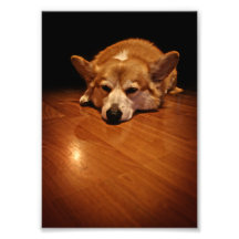 Corgi de sommeil impression photo