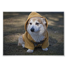 Corgi met een kap fotoprints
