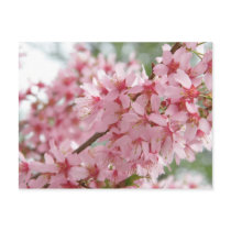Cornouillers roses cartes postales
