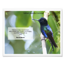 Coronet Velours-pourpre Photographe