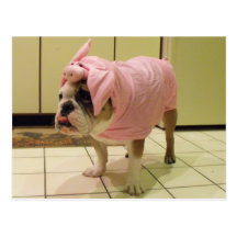 costume de bouledogue carte postale