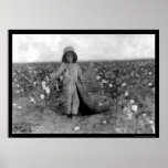 Coton de cueillette de garçon dans le Comanche, OK Affiche