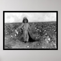 Coton de cueillette de garçon dans le Comanche, OK Affiche