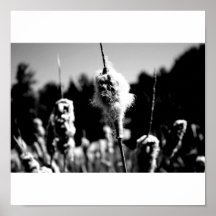 Coton Posters