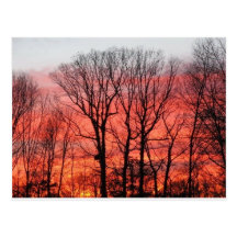 Coucher du soleil contre les arbres cartes postales