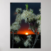 Coucher du soleil de fleur de prune posters
