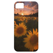 Coucher du soleil de tournesol coques Case-Mate iPhone 5
