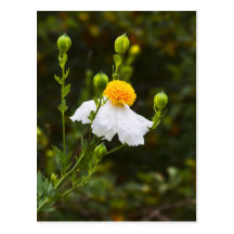 Couleur de ressort cartes postales