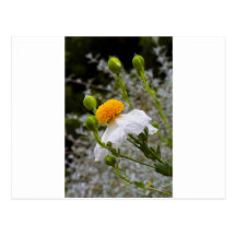 Couleur de ressort cartes postales
