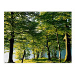 Couleur de ressort, Rydal, secteur de lac, Anglete Carte Postale