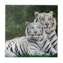 couples de tigre carreaux en céramique