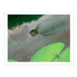 Courant avec des tortues et des poissons carte postale