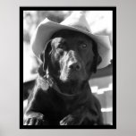 Cowdog Poster