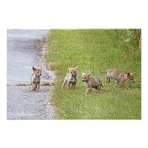 Coyotes de bébé fonctionnant et jouant art photographique
