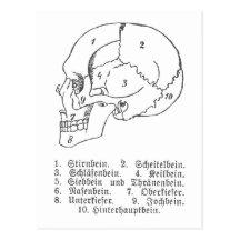 Crâne allemand carte postale