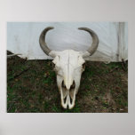 Crâne de Buffalo Poster