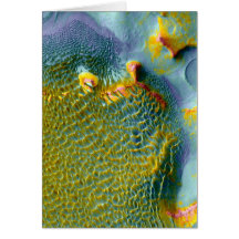Cratère de la NASA Mars THEMIS Rabe Cartes De Vœux