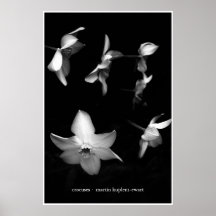 Crocus Affiche