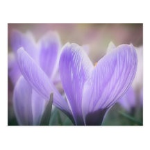 Crocus brumeux de matin cartes postales