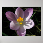 Crocus dans la copie d'ombres posters