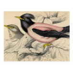 Croquis d'oiseau de Rosie Cartes Postales