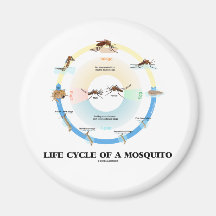 Cycle de vie d'un moustique (Imago de chrysalides  Aimant Pour Réfrigérateur
