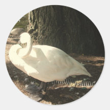 Cygne Adhésif Rond