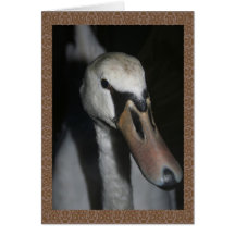 Cygne Cartes