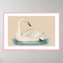 CYGNE DE HOOPER POSTER