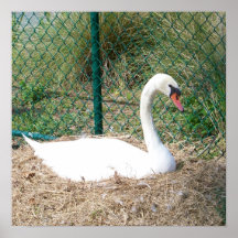 Cygne II Posters
