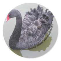 cygne noir