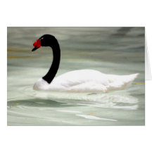 Cygne noir et blanc cartes
