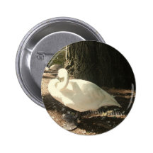 Cygne Pin's