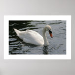 Cygne Poster