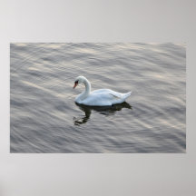 Cygne Poster