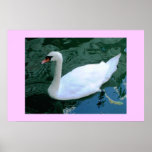 CYGNE UNE NATATION AFFICHE