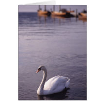 Cygnes au lac Windermere dans le secteur de lac Cartes De Vœux